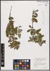 Foto von Salix aurita L.